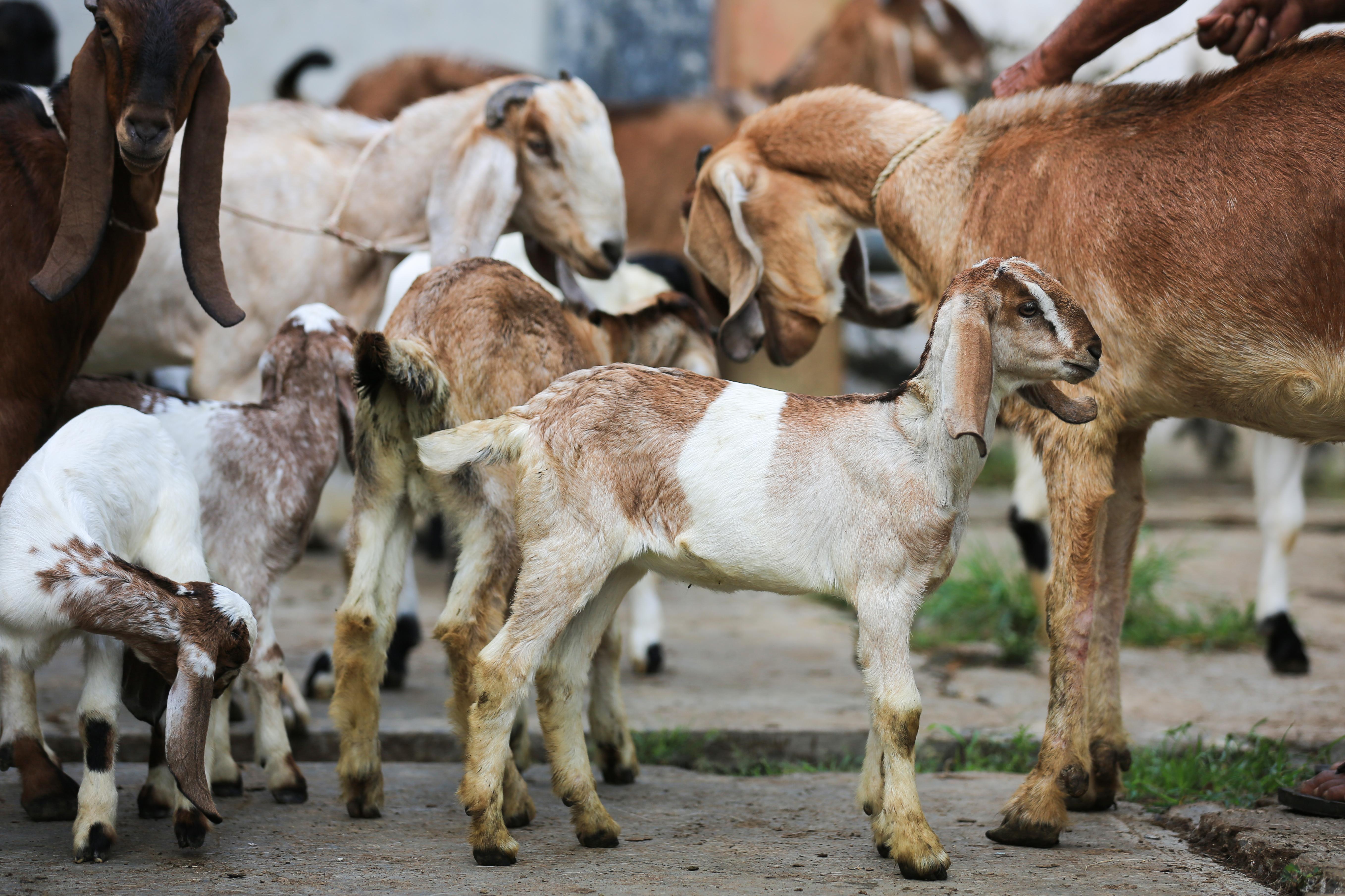 How Your Qurbani Donations Make A Difference Muslim Charity ILM UK