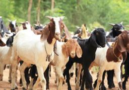 Qurbani and ILM&#039;s commitment to sustainable farming